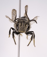Coelioxys porterae