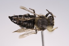 Coelioxys porterae