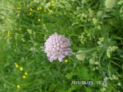 Microbotryum scabiosae