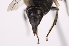Coelioxys porterae