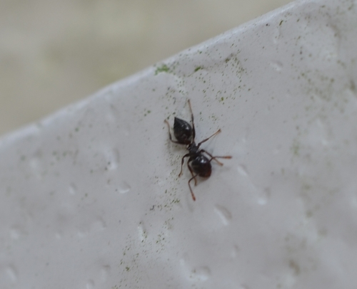 Ashmead's Acrobat Ant photo 6