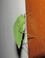 Phylloptera