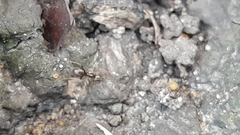 Lasius niger