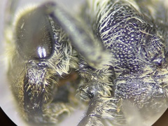Coelioxys porterae