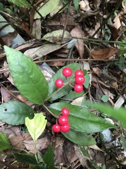 Ardisia brevicaulis