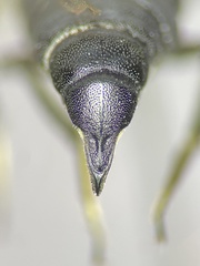 Coelioxys porterae