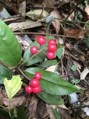 Ardisia brevicaulis