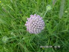 Microbotryum scabiosae