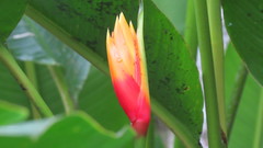 Heliconia episcopalis