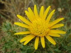 Berkheya spinosissima namaensis