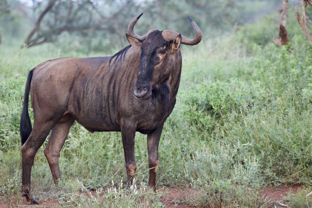 Blue Wildebeest
