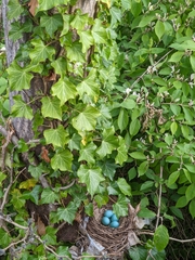Turdus migratorius