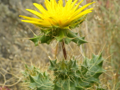 Berkheya spinosissima namaensis