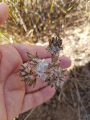 Corymbium villosum