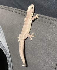 Gehyra australis