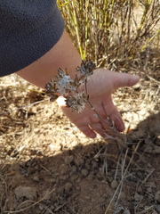 Corymbium villosum