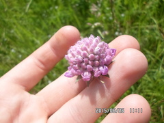 Microbotryum scabiosae