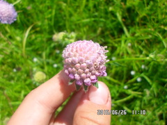 Microbotryum scabiosae