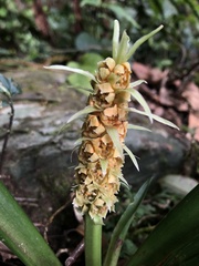 Rohdea fargesii