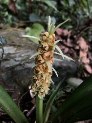 Rohdea fargesii
