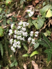 Valeriana hsui