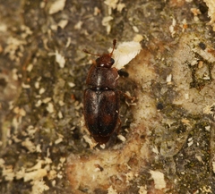 Epuraea unicolor
