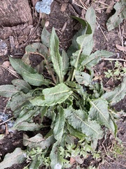Rumex