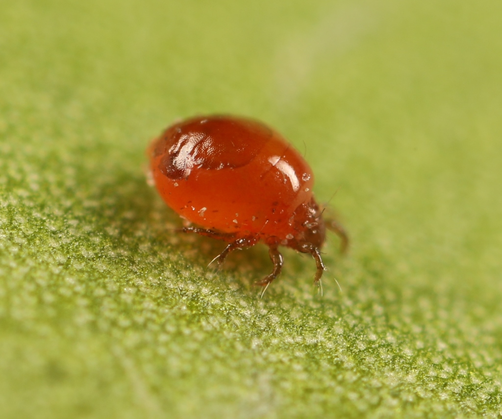 Ceratozetoidea