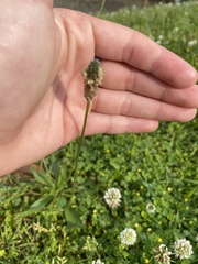 Plantago lanceolata
