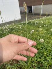 Plantago lanceolata