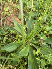 Plantago lanceolata
