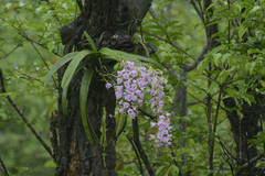 Aerides maculosa
