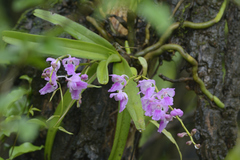 Aerides maculosa