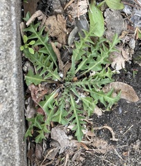 Capsella bursa-pastoris