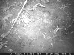 Cricetomys emini