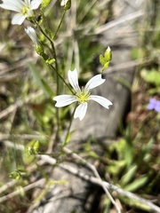 Mononeuria nuttallii