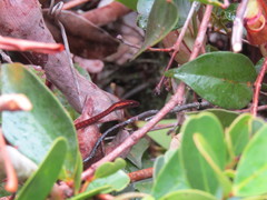 Psammodynastes pictus