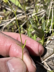 Mononeuria nuttallii