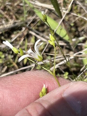 Mononeuria nuttallii