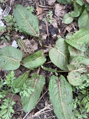 Rumex obtusifolius