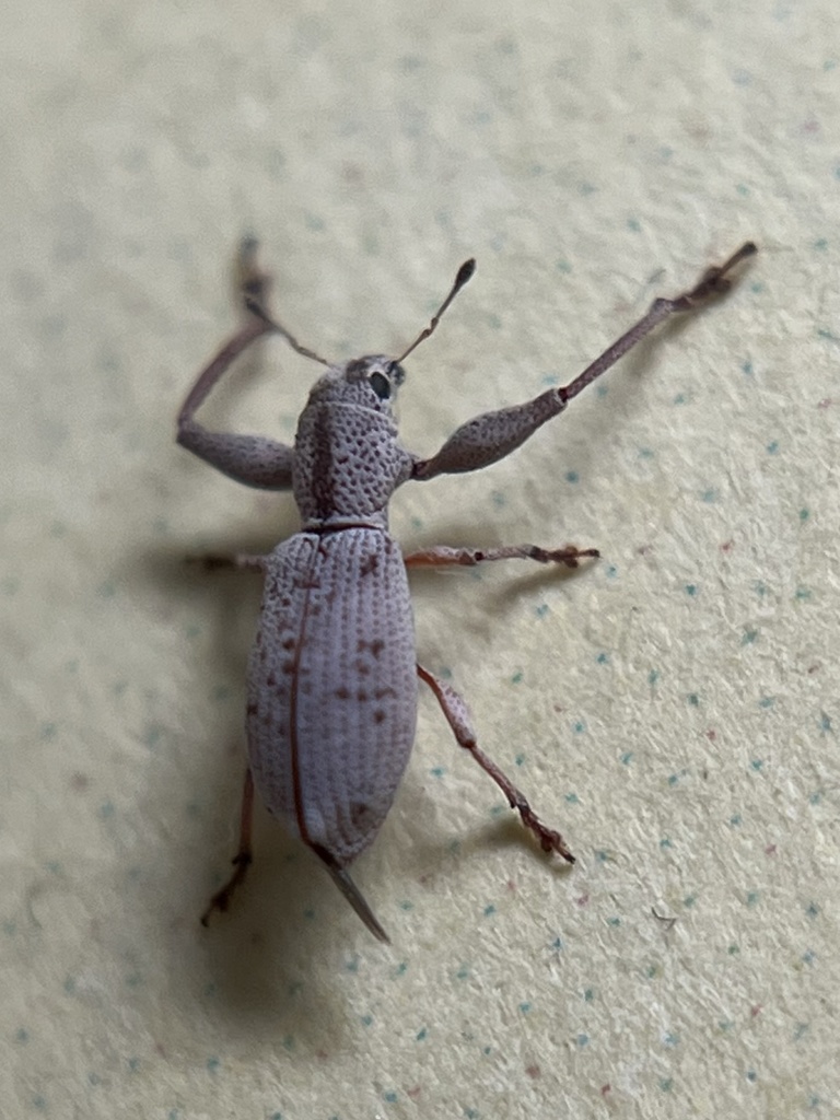 Pandeleteius nodifer