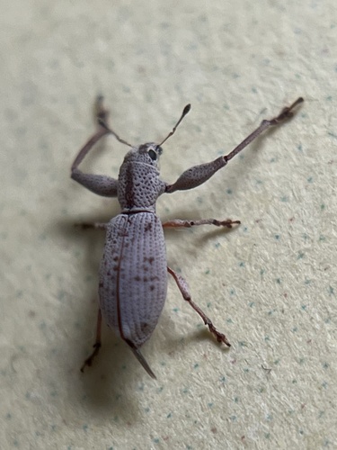 Pandeleteius nodifer