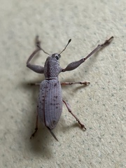 Pandeleteius nodifer