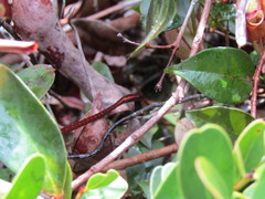 Psammodynastes pictus