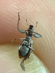 Pandeleteius nodifer