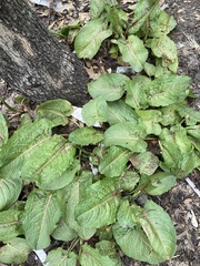 Rumex obtusifolius