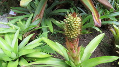 Aechmea ornata