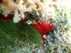 Clathria curacaoensis