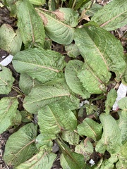 Rumex obtusifolius