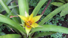 Canistropsis billbergioides